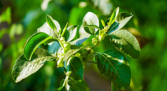 Ashwagandha