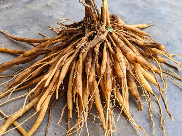 The Secret Power of Adaptogens: How Ashwagandha and Shatavari Can Transform Your Health